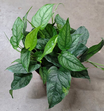 Siltepecana Monstera